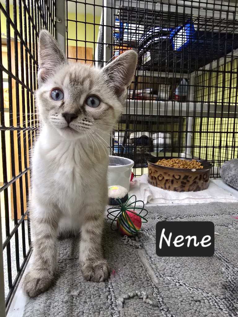 Shelter Stray Female Cat last seen , Maumelle, AR 72113