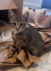 Shelter Stray Female Cat last seen Bexar County, New Braunfels, TX 78130