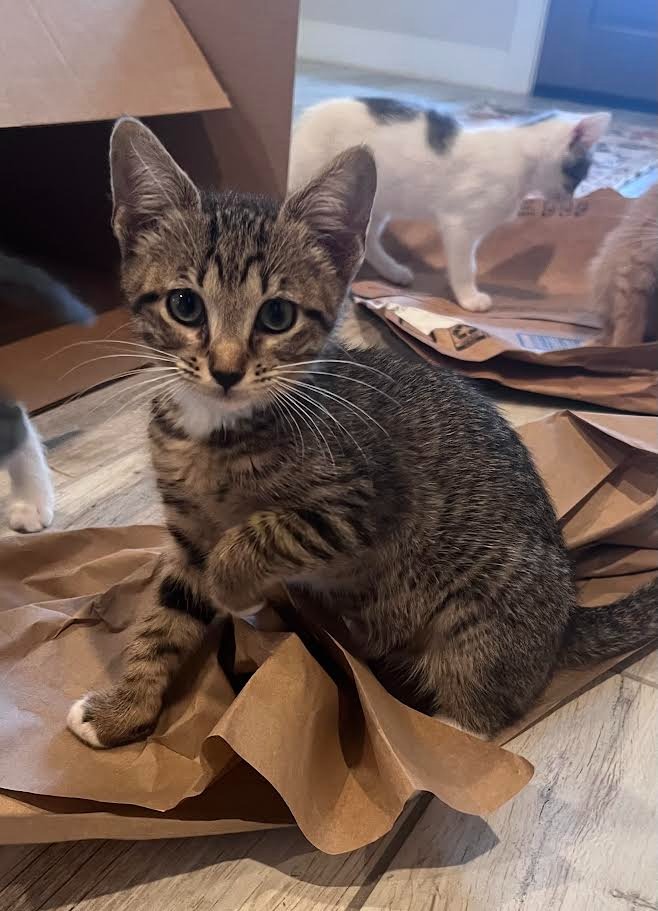 Shelter Stray Female Cat last seen Bexar County, New Braunfels, TX 78130