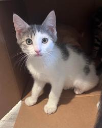 Shelter Stray Female Cat last seen Bexar County, New Braunfels, TX 78130