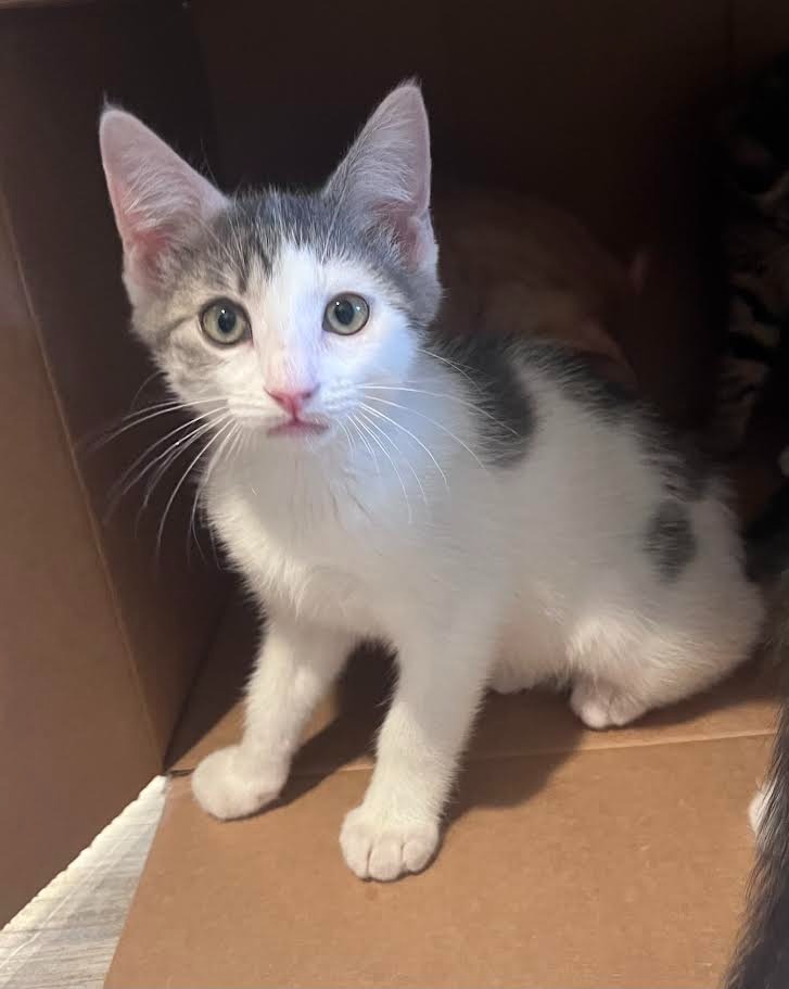Shelter Stray Female Cat last seen Bexar County, New Braunfels, TX 78130