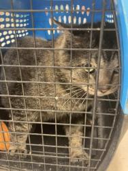 Shelter Stray Male Cat last seen Out of Town, Burnsville, NC 28714