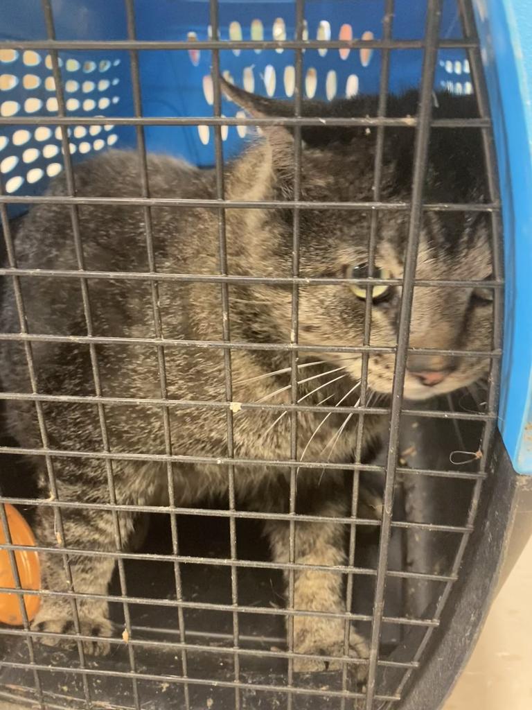 Shelter Stray Male Cat last seen Out of Town, Burnsville, NC 28714