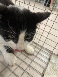 Shelter Stray Male Cat last seen Out of Town, Burnsville, NC 28714