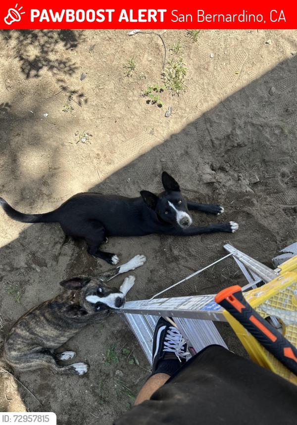 Lost Male Dog last seen 35th and Lynwood, San Bernardino, CA 92404