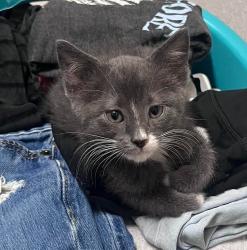 Shelter Stray Male Cat last seen Bexar County, New Braunfels, TX 78130