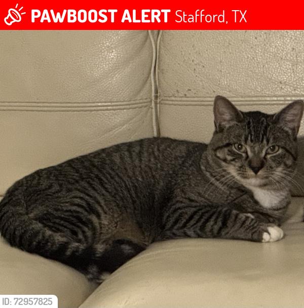 Lost Male Cat last seen W Belfort, Stafford, TX 77477