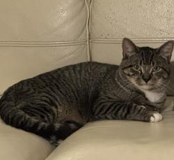 Lost Male Cat last seen W Belfort, Stafford, TX 77477