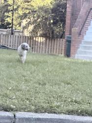 Found/Stray Male Dog last seen Near , Washington, DC 20011