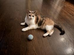 Reunited Female Cat last seen Wimbleton and Twin Oaks , Birmingham, MI 48009