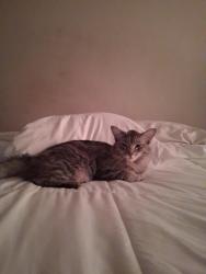 Lost Male Cat last seen 19th ave and glendale road Phoenix Arizona., Phoenix, AZ 85021
