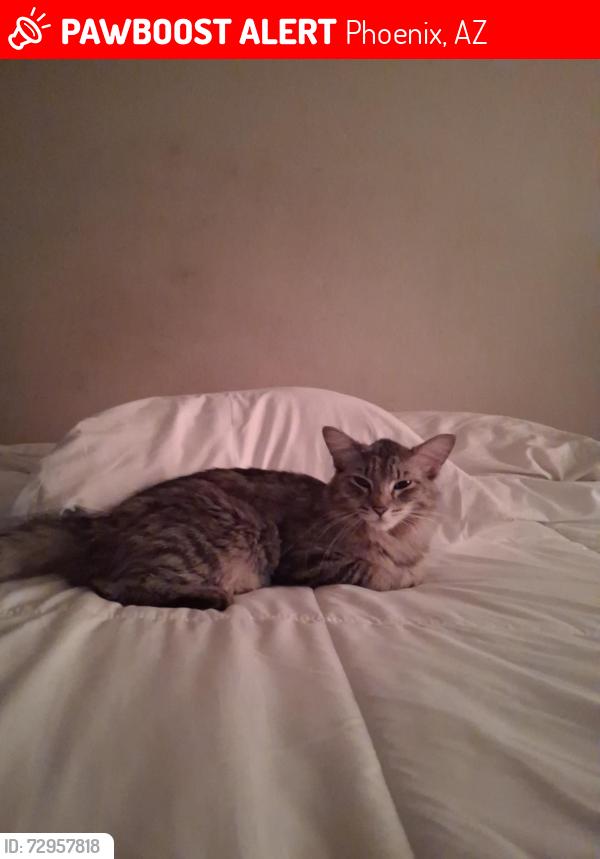 Lost Male Cat last seen 19th ave and glendale road Phoenix Arizona., Phoenix, AZ 85021