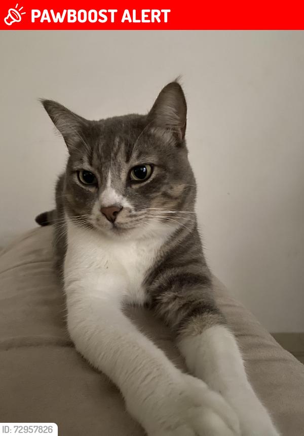 Lost Male Cat last seen Rua Alberto José da Mota , Vila Sao Luiz (Valparaizo), SP 06413-730
