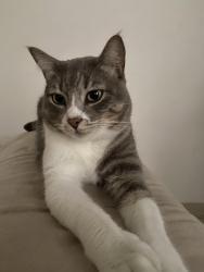 Lost Male Cat last seen Rua Alberto José da Mota , Vila Sao Luiz (Valparaizo), SP 06413-730