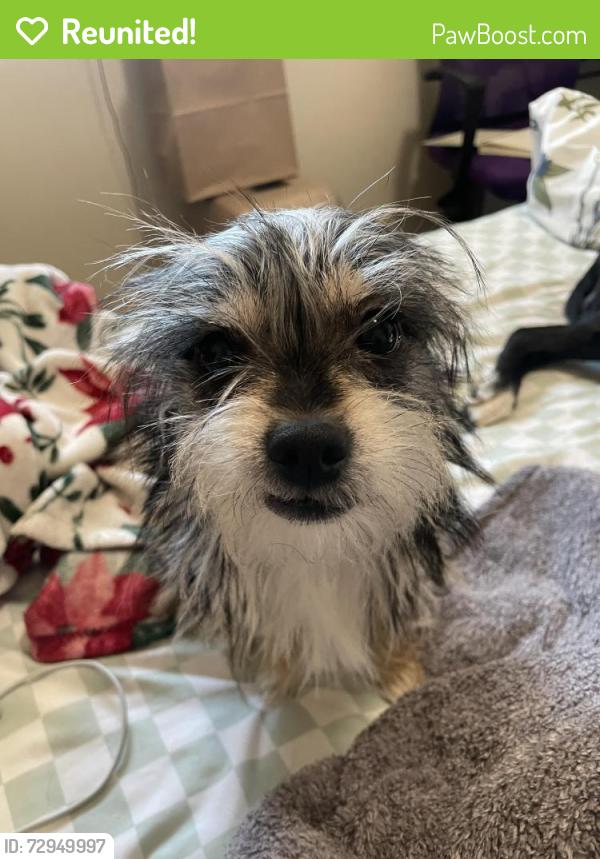 Reunited Male Dog last seen Rayles on Floyd, Freedom Park, Modesto, CA 95355