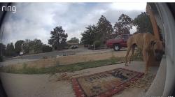 Found/Stray Unknown Dog last seen Morris & Indian School, Albuquerque, NM 87112
