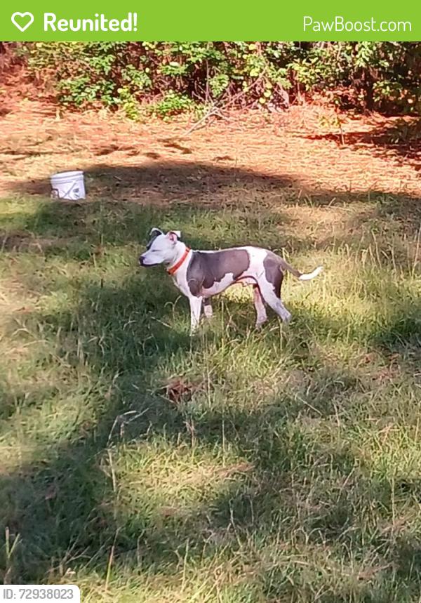Reunited Male Dog last seen Near Woodtrail Dr, Gaston, SC 29053