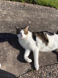 Lost Male Cat last seen Hughes Ranch Road and Lee Road, Pearland, TX 77581