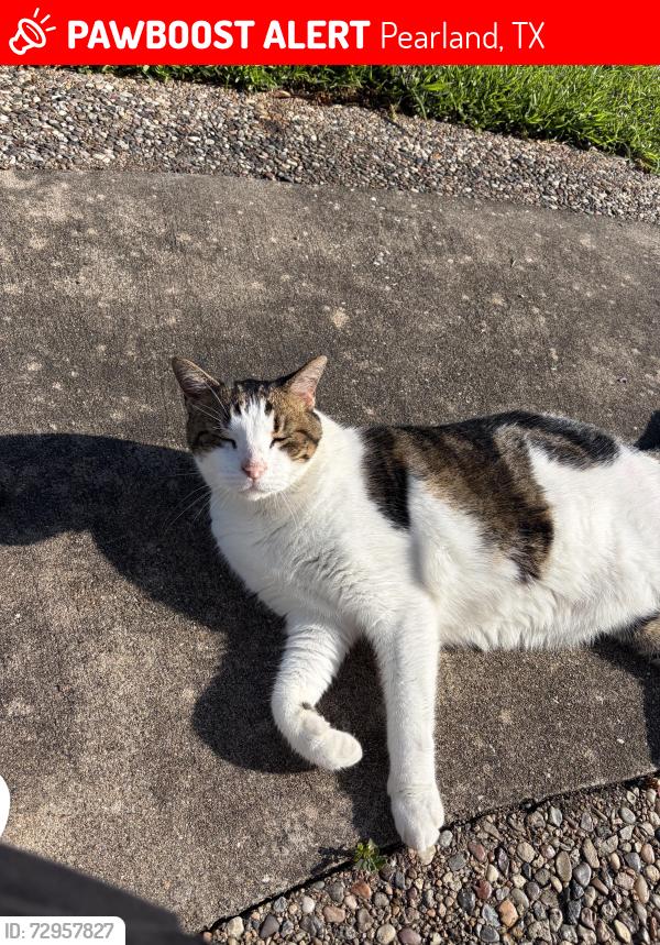 Lost Male Cat last seen Hughes Ranch Road and Lee Road, Pearland, TX 77581