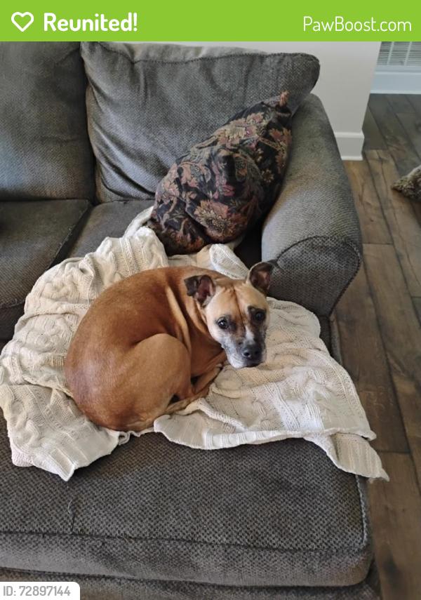 Reunited Female Dog last seen Orchard Knob, Chattanooga, TN 37404