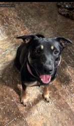 Reunited Female Dog last seen Finley & 397 , Finley, WA 99337