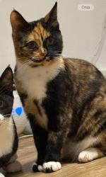 Lost Female Cat last seen Meon Vale est and industrial est, Warwickshire, England CV37 8YX
