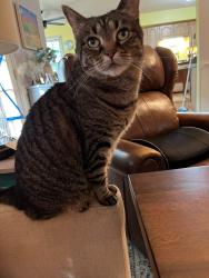Reunited Female Cat last seen Foxridge Trail and Old Oaks Terrace, Chesapeake, VA 23322, Chesapeake, VA 23322