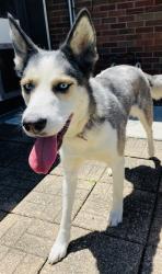 Reunited Female Dog last seen Allen Ave & Nelson Ave, Garfield, Indianapolis, IN 46203