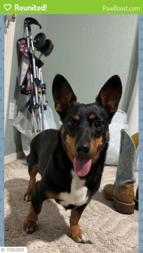 Reunited Female Dog last seen Near Holly Rd, Corpus Christi, TX 78415, USA, Corpus Christi, TX 78415