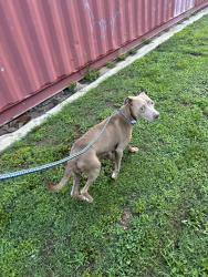 Found/Stray Female Dog last seen Hobby lobby , West Columbia, SC 29169