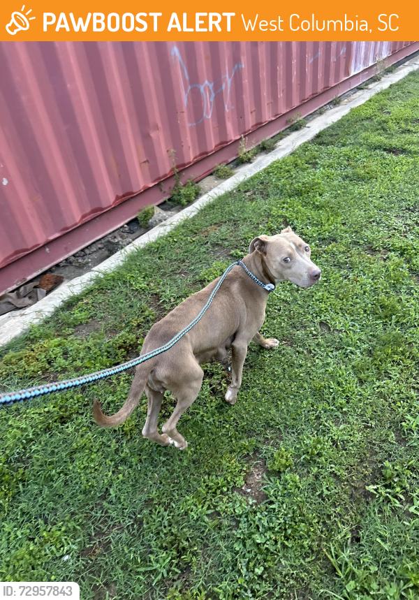 Found/Stray Female Dog last seen Hobby lobby , West Columbia, SC 29169