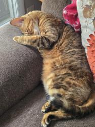 Reunited Male Cat last seen Near house on ledgewood ln, Avon, IN 46123
