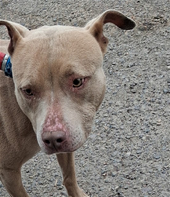 Shelter Stray Female Dog last seen OTAY PARK, Chula Vista, CA 91911
