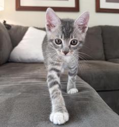 Shelter Stray Male Cat last seen 21ST AVE & 36TH ST, Sacramento, CA 95818