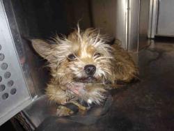 Shelter Stray Female Dog last seen , Tucson, AZ 85745