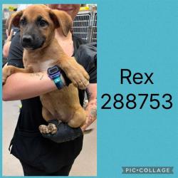 Shelter Stray Male Dog last seen LINDWOOD DR, Macon, GA 31216