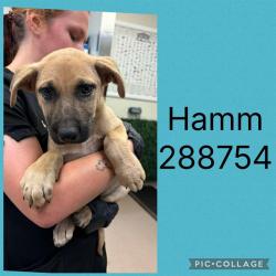 Shelter Stray Male Dog last seen LINDWOOD DR, Macon, GA 31216