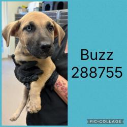 Shelter Stray Male Dog last seen LINDWOOD DR, Macon, GA 31216
