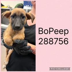 Shelter Stray Female Dog last seen LINDWOOD DR, Macon, GA 31216