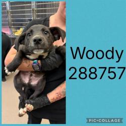 Shelter Stray Male Dog last seen LINDWOOD DR, Macon, GA 31216