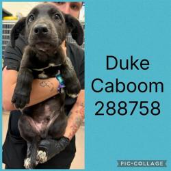 Shelter Stray Male Dog last seen LINDWOOD DR, Macon, GA 31216