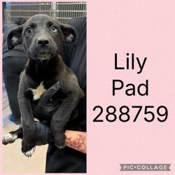 Shelter Stray Female Dog last seen LINDWOOD DR, Macon, GA 31216