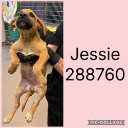 Shelter Stray Female Dog last seen LINDWOOD DR, Macon, GA 31216