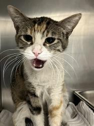 Shelter Stray Female Cat last seen Near BLK SMOKE RANCH, Las Vegas, NV 89101