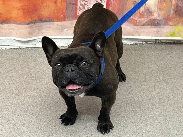 Shelter Stray Male Dog last seen Near BLOCK E OLIVE ST, San Bernardino, CA 92401