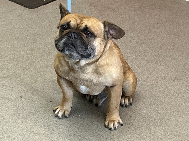 Shelter Stray Male Dog last seen Near BLOCK HANNA ST, San Bernardino, CA 92401