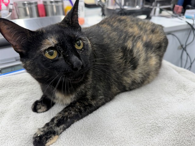 Shelter Stray Female Cat last seen 5TH AND GARDENA, San Bernardino, CA 92401
