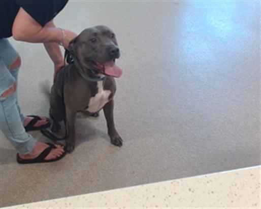 Shelter Stray Male Dog last seen Near BLOCK DIXIE HIGHWAY, Watterson Park, KY 40218