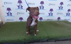 Shelter Stray Female Dog last seen , Orlando, FL 32839