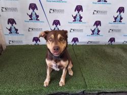 Shelter Stray Male Dog last seen , Orlando, FL 32839